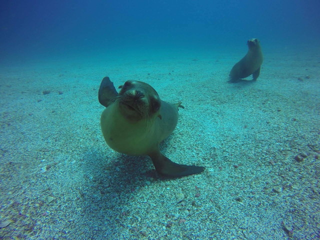 ダイバーなら１度は訪れたいメキシコ西海岸のラパス 大自然に囲まれて野生のアシカに逢える 自由旅行